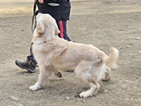 リーダーウォーク