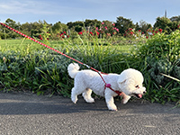 リーダーウォーク