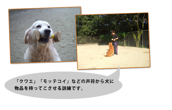 訓練風景 犬のしつけ 家庭犬訓練 災害救助犬なら愛知県長久手市にある 東海警察犬訓練所 へ